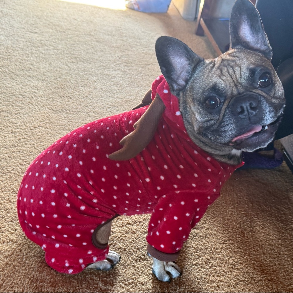 Dog Red and White Polka Dot Plush Pajamas with Brown Antlers.